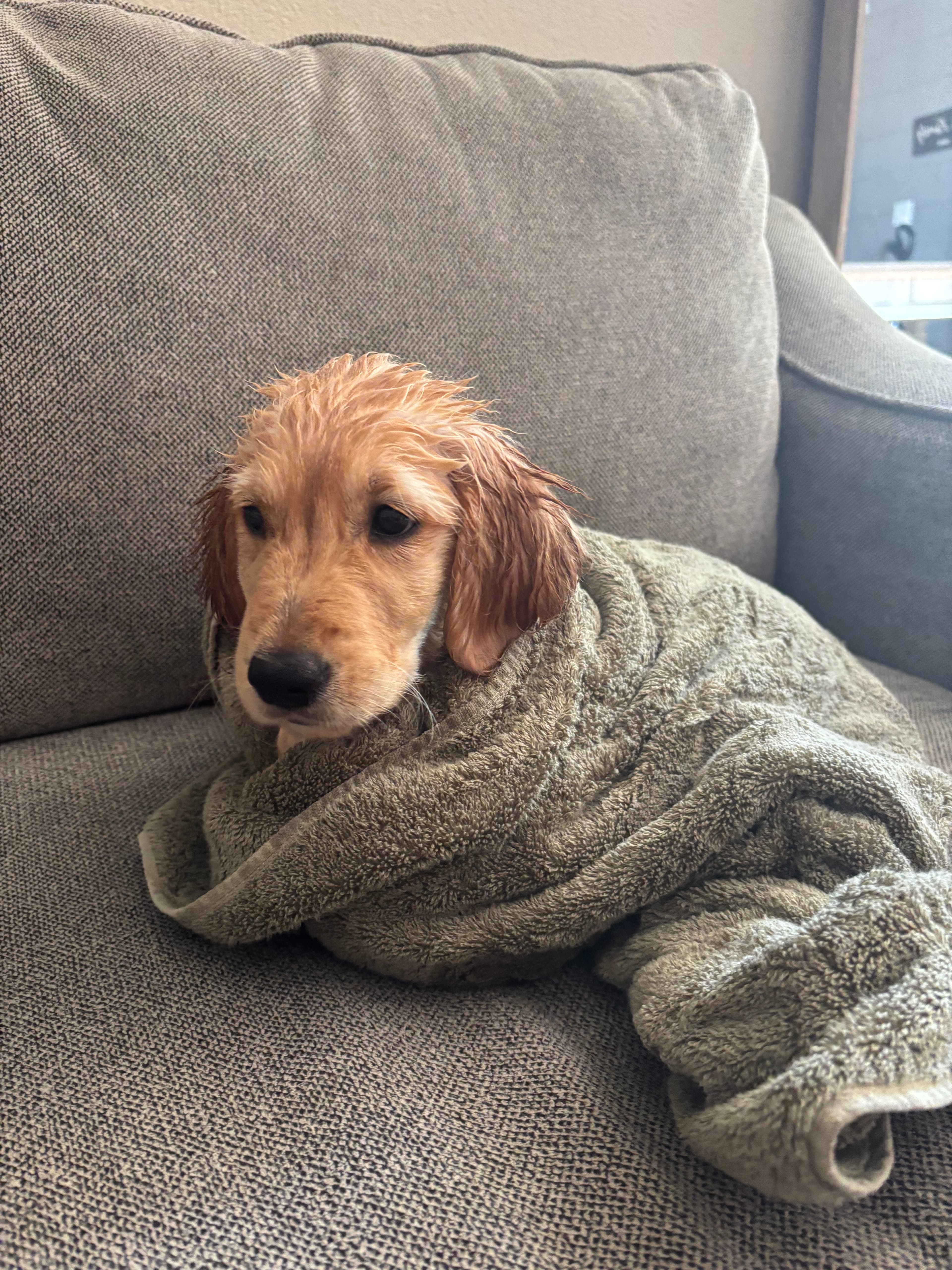 A happy dog cared for by Den Of Dogs