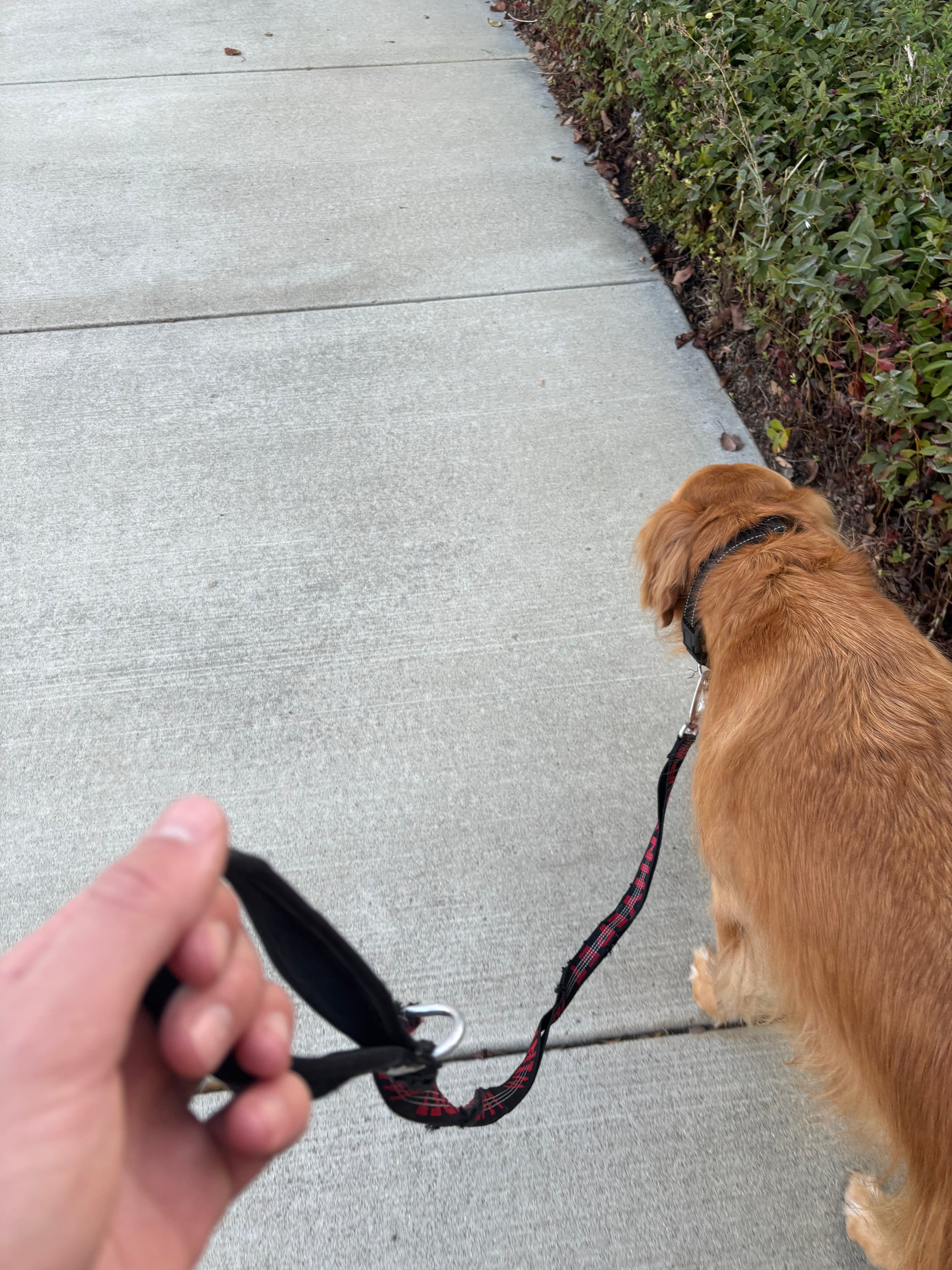 A dog enjoying a neighborhood walk with Den Of Dogs