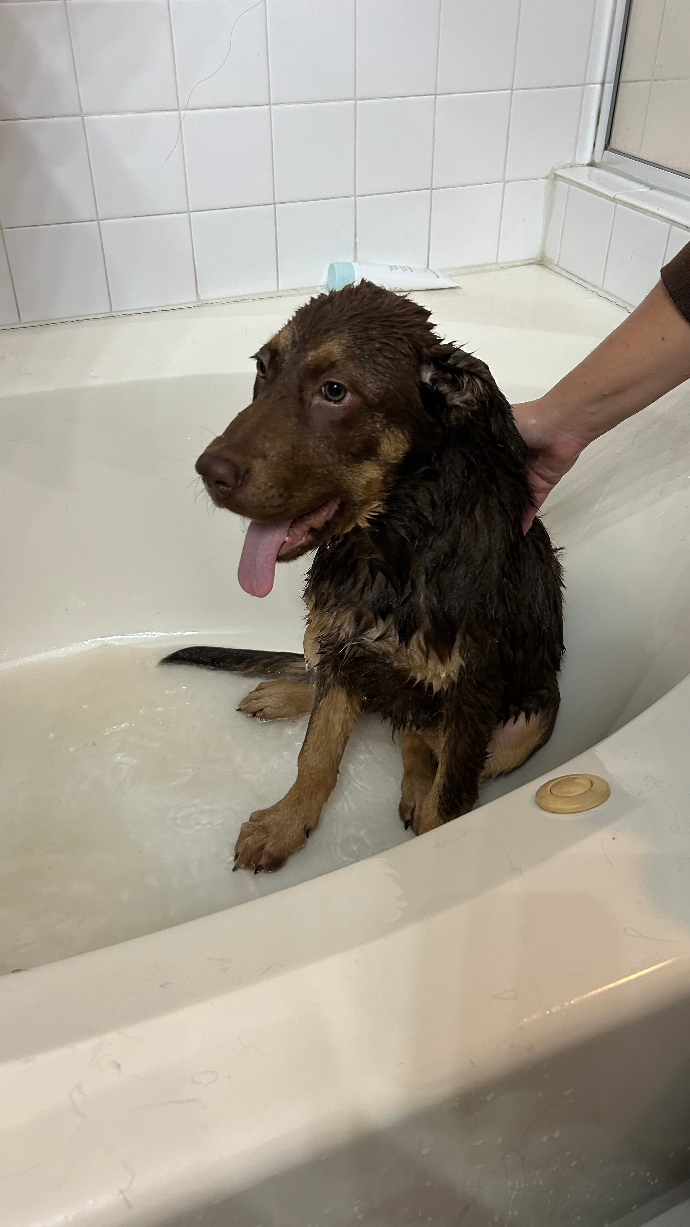 A dog receiving local care in Bakersfield