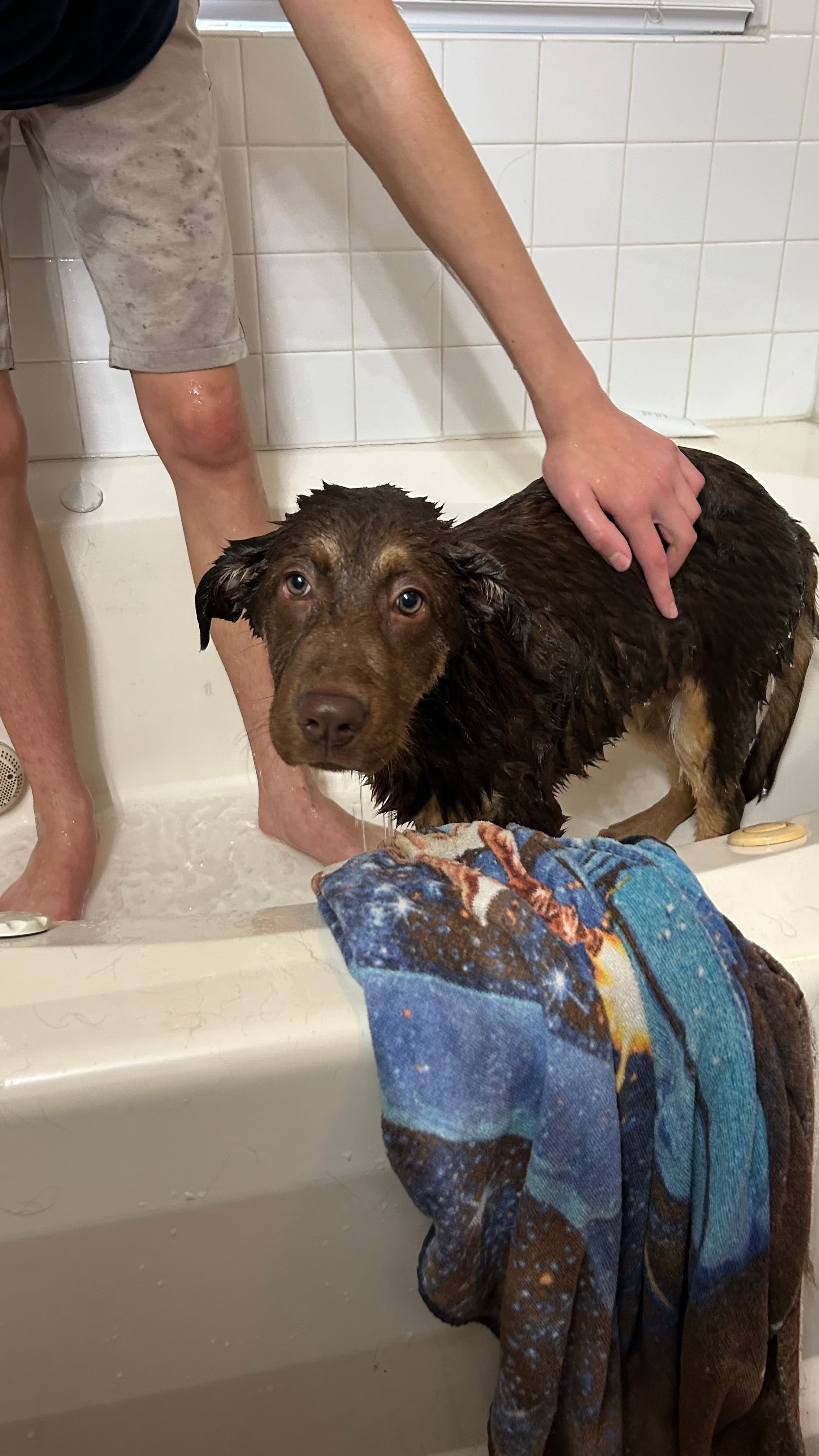 A dog enjoying care with Den Of Dogs