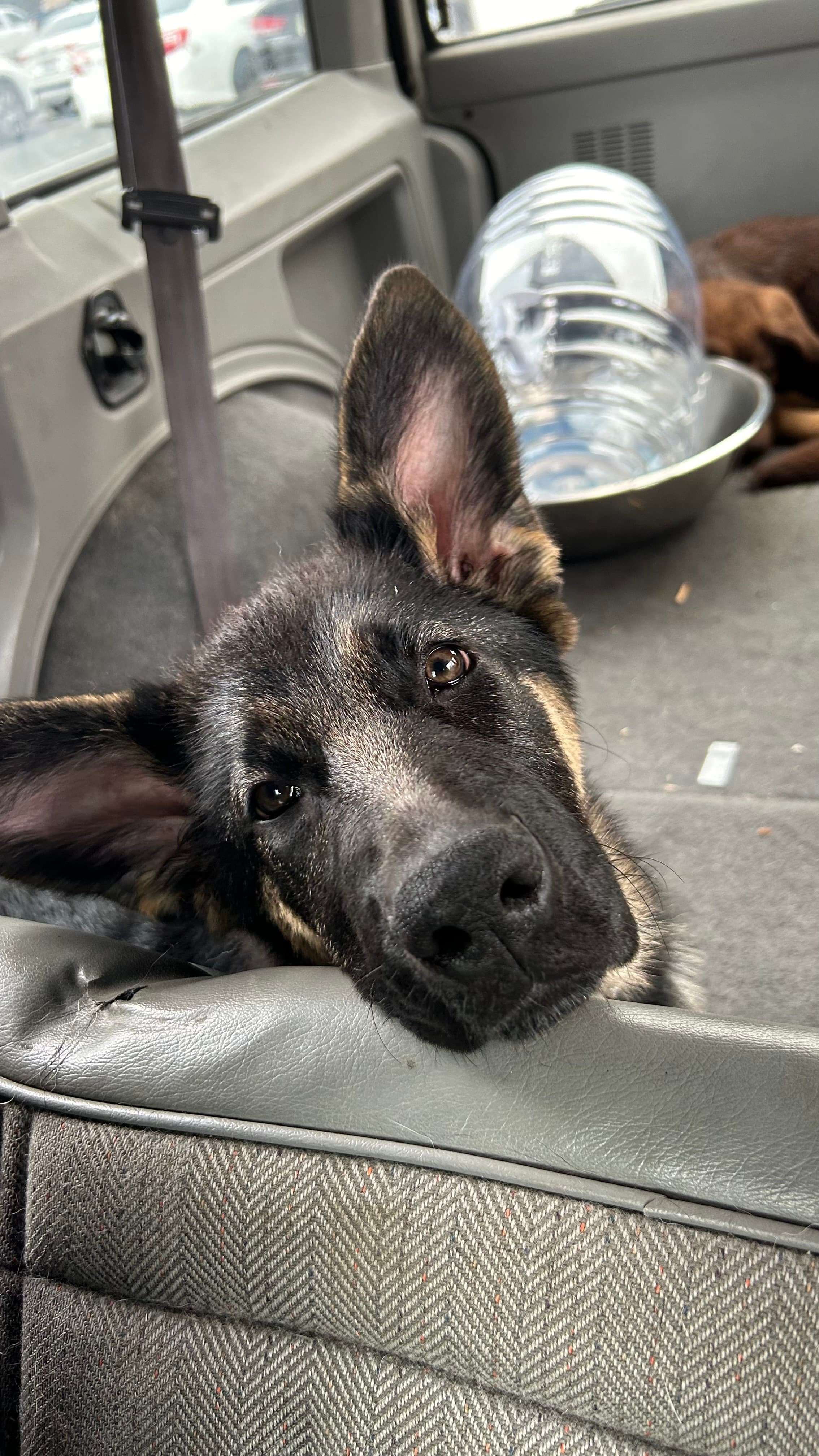 A dog enjoying care with Den Of Dogs